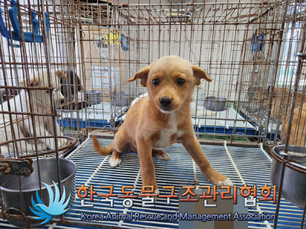 한국동물구조관리협회_441559202300898